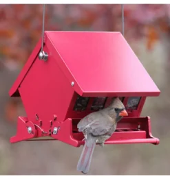 Absolute II Squirrel-Proof Hopper Bird Feeder, Mini, Holds 4-Lbs.
