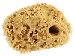 Armaly ProPlus 5 in. L Beige Natural Sponge Faux/Artist Natural Sea Sponge