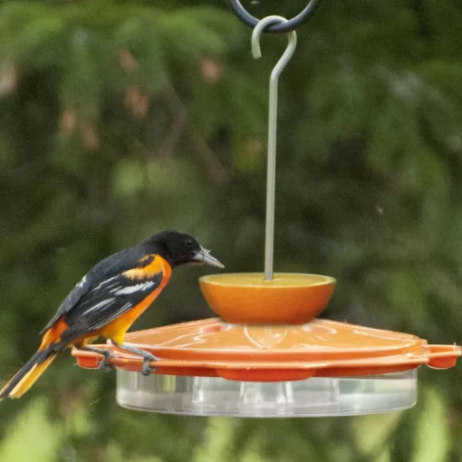 Audubon 8-Ports & 4-Built-In Stations Dishwater Safe Classic Oriole Feeder 12 oz. Nectar Capacity