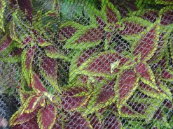 BIRD NETTING BLK 7X20'