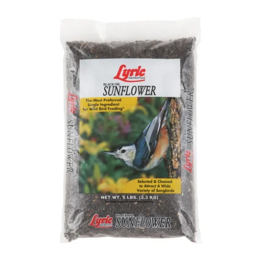 BLACK OIL SUNFLOWER 5#
