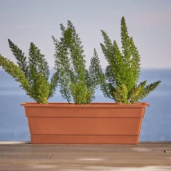 Bloem Dura Cotta 5.75 in. H X 24 in. W X 7.5 in. D Plastic Window Box Terra Cotta