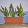 Bloem Dura Cotta 5.75 in. H X 30 in. W X 7.5 in. D Plastic Window Box Terra Cotta