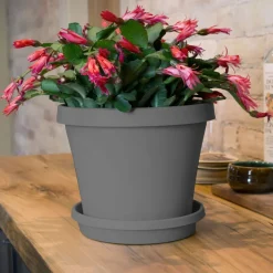 Bloem Terra 2 in. H X 11.25 in. W X 9.5 in. D Resin Traditional Plant Saucer Charcoal