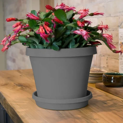Bloem Terra 2 in. H X 11.25 in. W X 9.5 in. D Resin Traditional Plant Saucer Charcoal