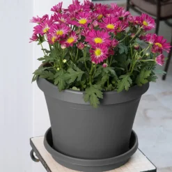 Bloem Terra 1.5 in. H X 7.5 in. W X 6.5 in. D Resin Traditional Plant Saucer Charcoal