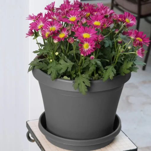 Bloem Terra 1.5 in. H X 7.5 in. W X 6.5 in. D Resin Traditional Plant Saucer Charcoal