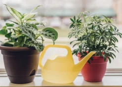 Bloem Translucent Yellow 1.5 L Resin Watering Can