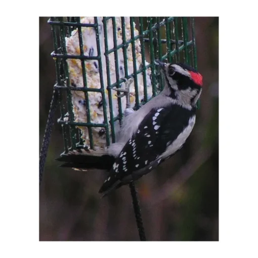 C&S Products Woodpecker Treat Assorted Species Wild Bird Food Beef Suet 11 oz. (Pack of 12)