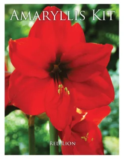 Degroot Gift Box Bulb Kit (Pack of 12)