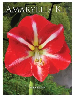 Degroot Gift Box Bulb Kit (Pack of 12)