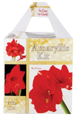 Degroot Gift Box Bulb Kit (Pack of 12)