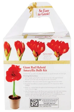 Degroot Gift Box Bulb Kit (Pack of 12)