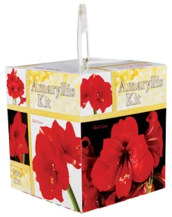 Degroot Gift Box Bulb Kit (Pack of 12)