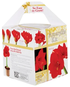 Degroot Gift Box Bulb Kit (Pack of 12)