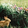 Galvanized Welded Wire Mesh Rabbit Fence, 28-In. x 50-Ft.