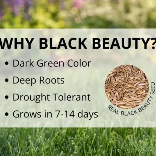 Jonathan Green Black Beauty Ultra All Grasses Sun or Shade Grass Seed 25 lb