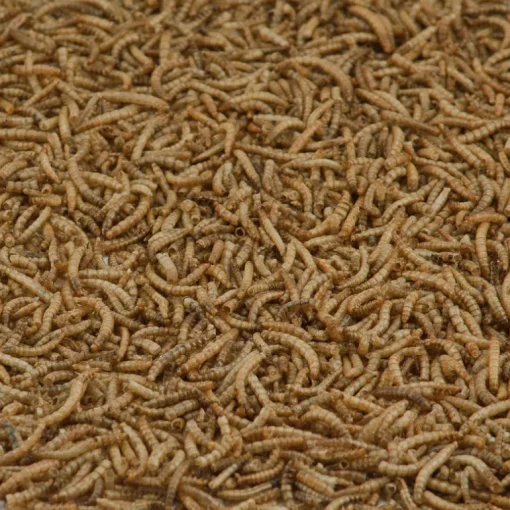 Kaytee Assorted Species Songbird Dried Mealworm Wild Bird Food 17.6 oz.