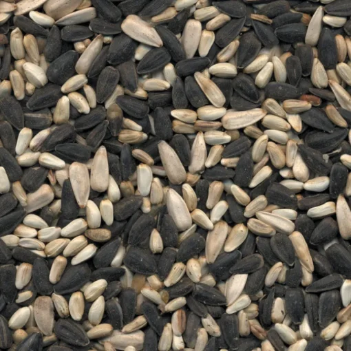 Kaytee Cardinal Black Oil Sunflower Seed Wild Bird Food 15 lb