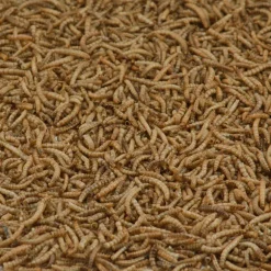Kaytee Robin Wild Bird Food Dried Mealworm 3.5 oz. (Pack of 6)