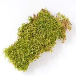 MOSS SHEET 125 SQ IN