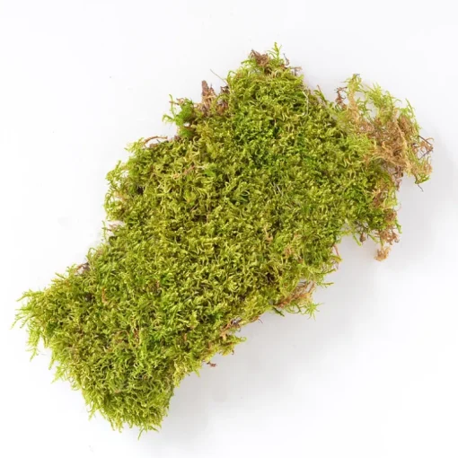 Mosser Lee Organic Green Sheet Moss 325 sq in