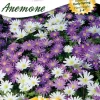 Ns Anemone Blanda West