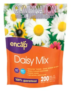 Ns Daisy Cut Flowers (Pack of 6)