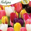 Ns Tulip Mix West