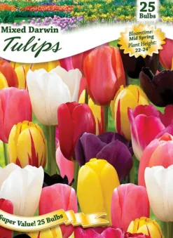 Ns Tulip Mix West