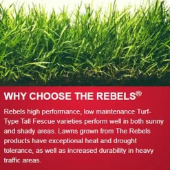 Pennington The Rebels Tall Fescue Grass Sun or Shade Grass Seed 3 lb