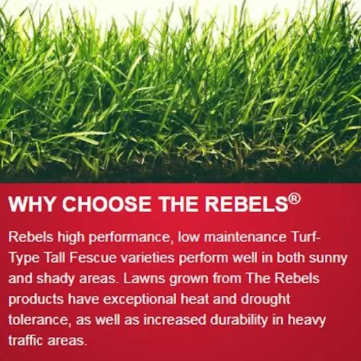 Pennington The Rebels Tall Fescue Grass Sun or Shade Grass Seed 3 lb