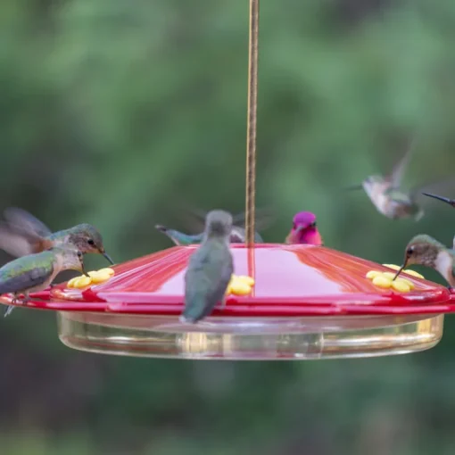 Perky-Pet Hummingbird 16 oz Plastic Dish Nectar Feeder 6 ports