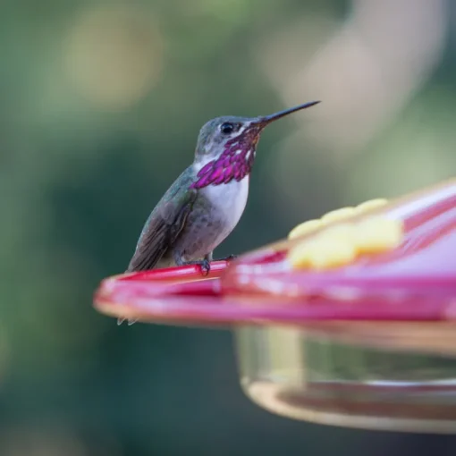 Perky-Pet Hummingbird 16 oz Plastic Dish Nectar Feeder 6 ports