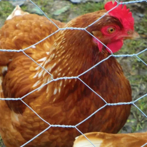 POULTRY NETTING 36"X150'