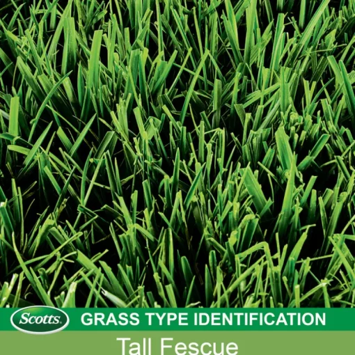 Scotts PatchMaster Tall Fescue Grass Sun or Shade Grass Spot Repair Mix 4.75 lb