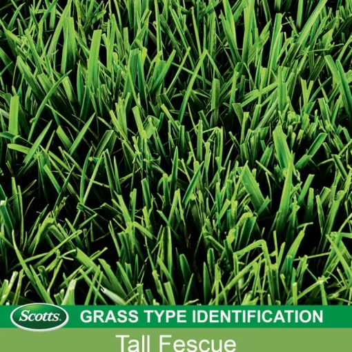 Scotts Turf Builder Tall Fescue Grass Sun or Shade Fertilizer/Seed/Soil Improver 2.4 lb